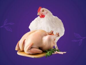 Poulet de chaire